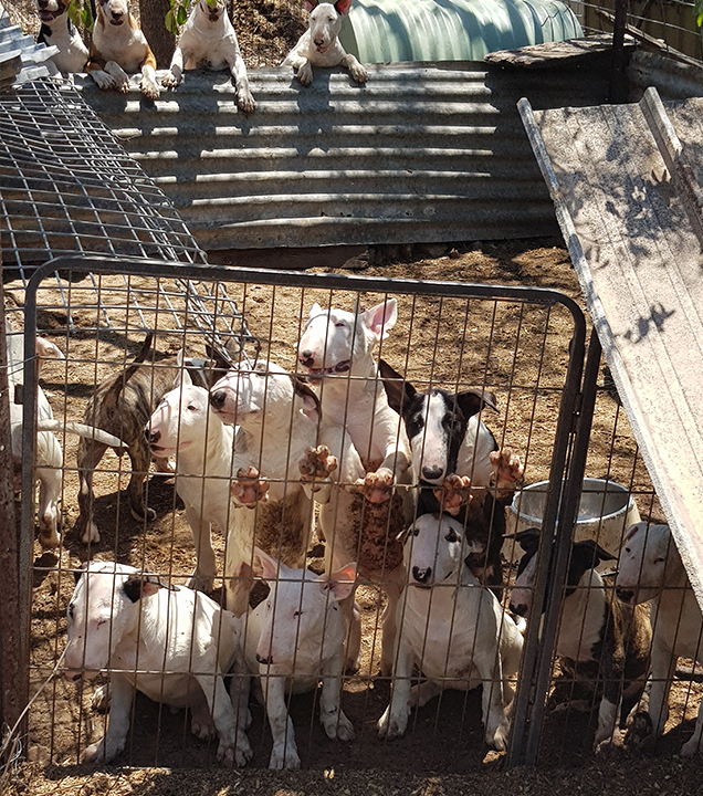 bull terriers puppy farm